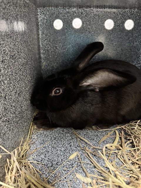 BANANA, a rabbit for adoption from Collier County Domestic Animal Services