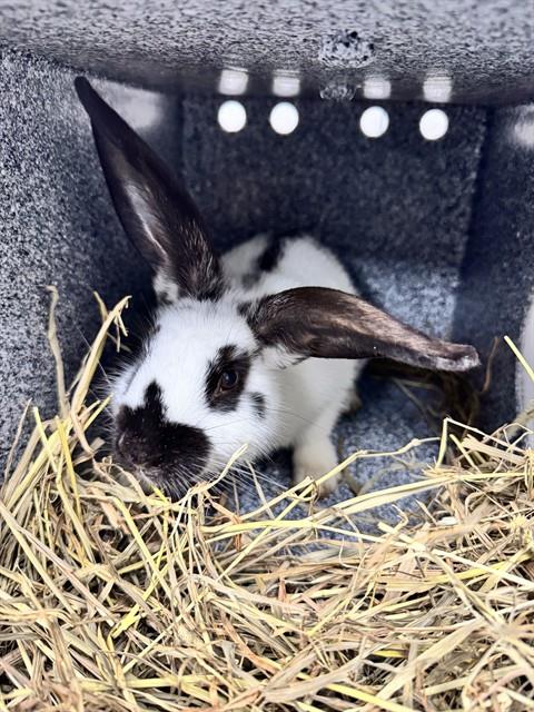 MOO MOO, a rabbit for adoption from Collier County Domestic Animal Services
