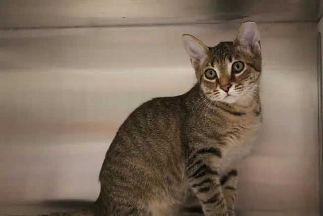 Geo - Domestic Short Hair