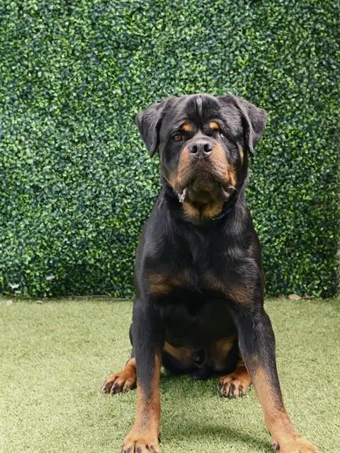 Goober - Rottweiler