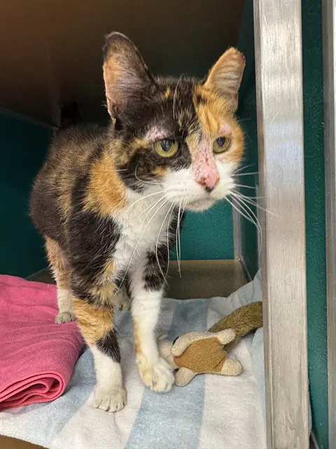Zika - Domestic Short Hair