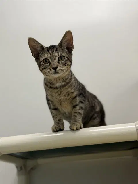 Citrus - Domestic Short Hair