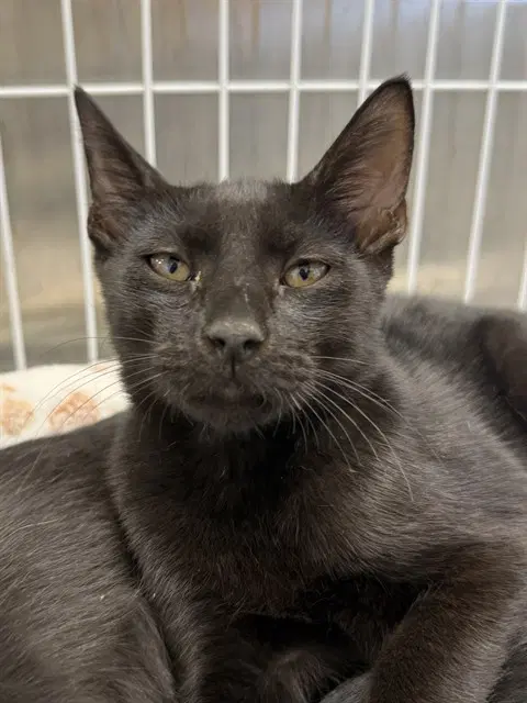 Mo - Domestic Short Hair