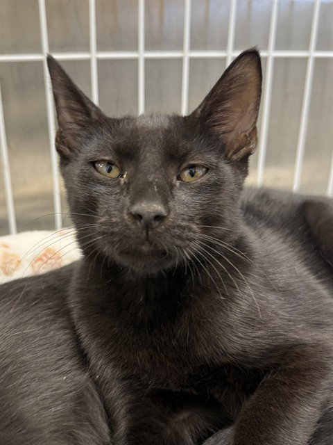 MO, a cat for adoption from Collier County Domestic Animal Services
