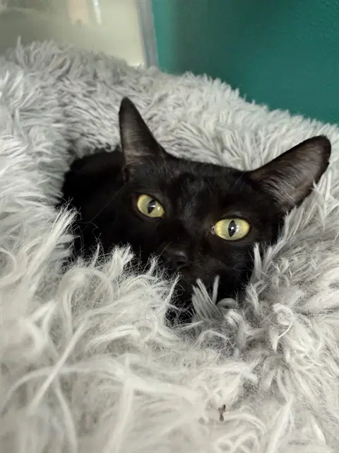 Tina - Domestic Short Hair