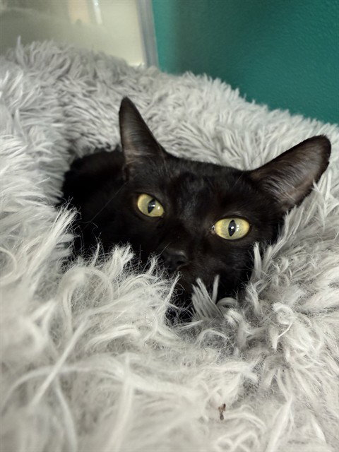 TINA, a cat for adoption from Collier County Domestic Animal Services