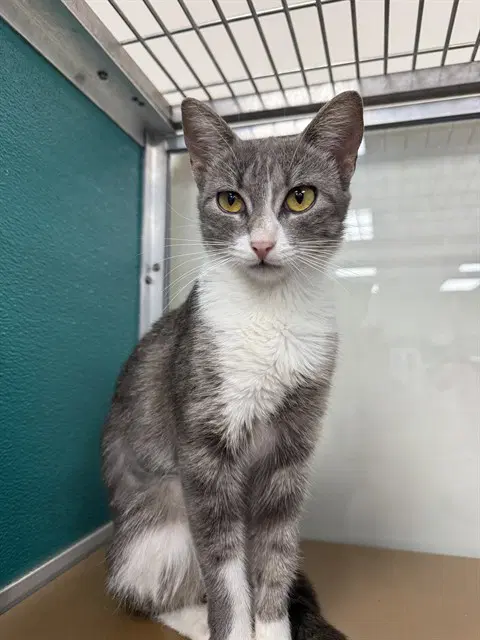 Sissy - Domestic Short Hair