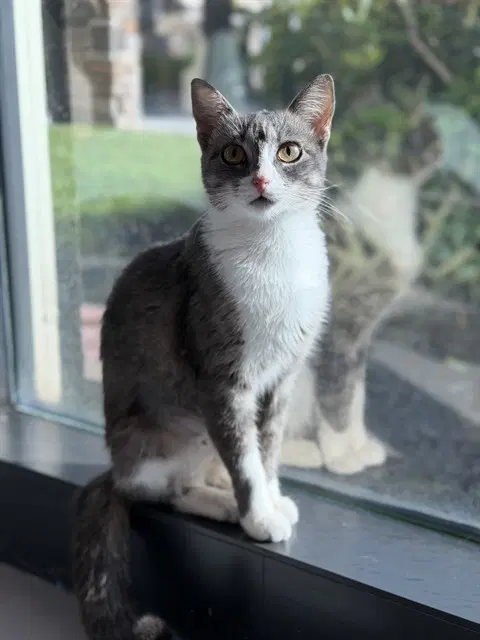 Sissy - Domestic Short Hair