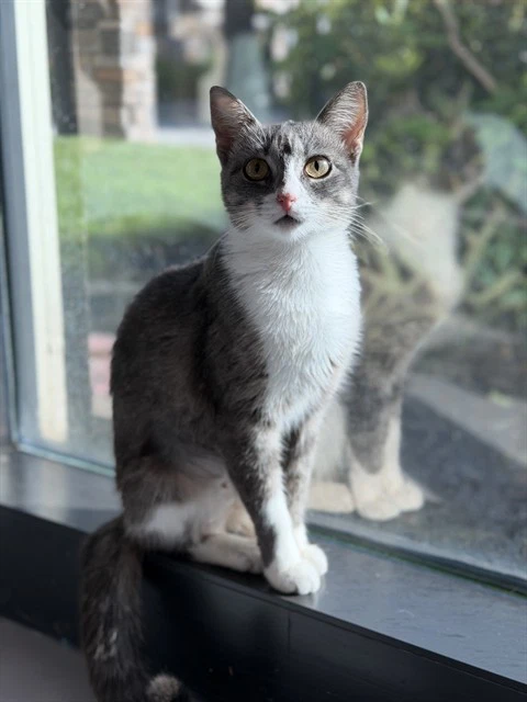 Sissy