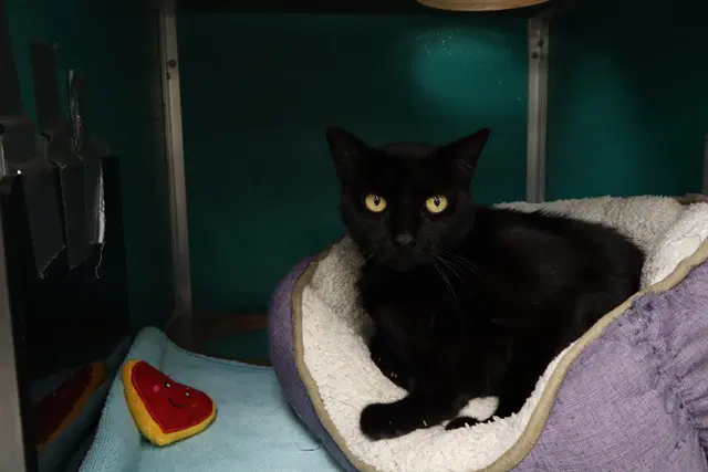 Sabina - Domestic Short Hair