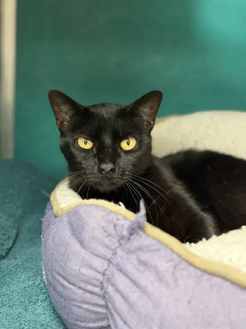 Sabina - Domestic Short Hair