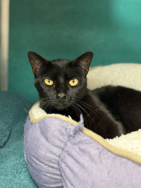 picture of the cat needing adoption