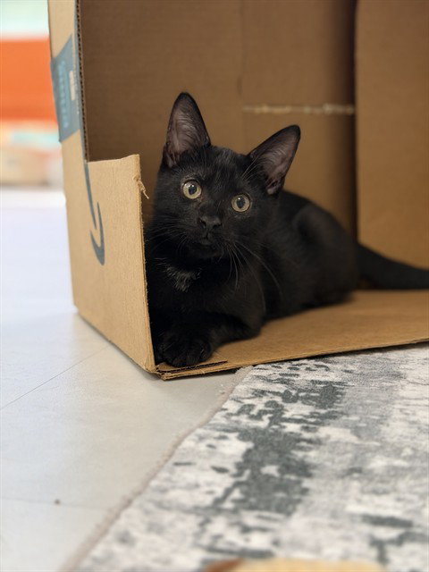 GEORGE, a cat for adoption from Collier County Domestic Animal Services