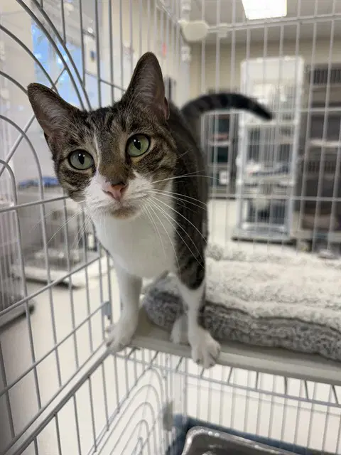Paisley - Domestic Short Hair