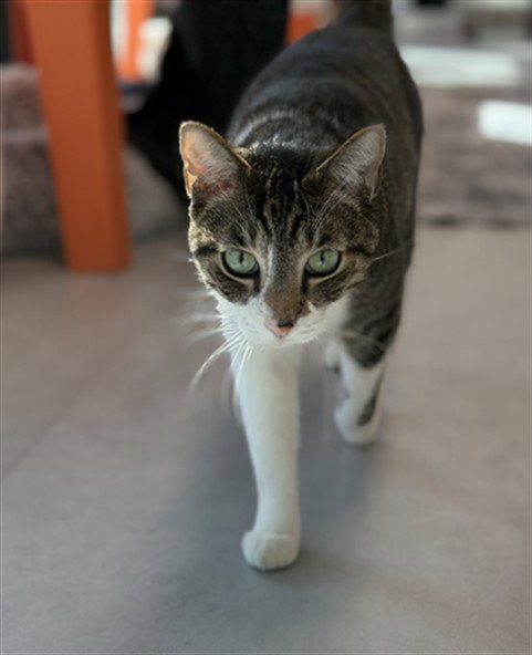 picture of the cat needing adoption
