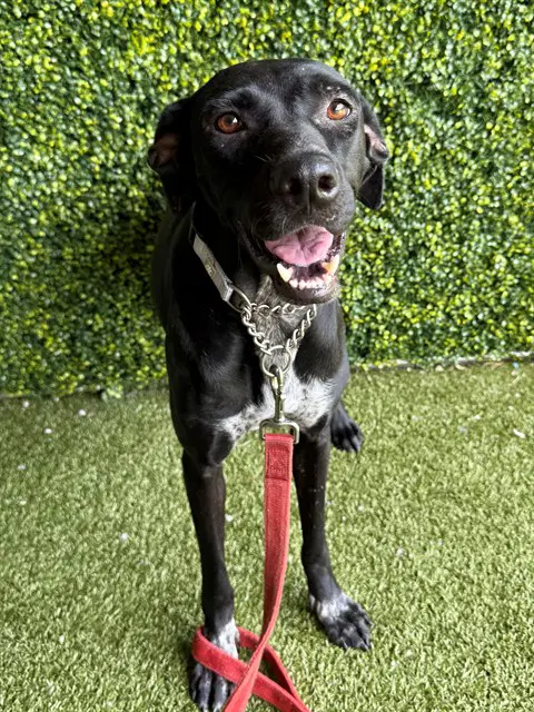 Waggs - Labrador Retriever