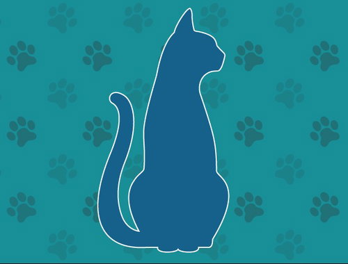 picture of the cat needing adoption