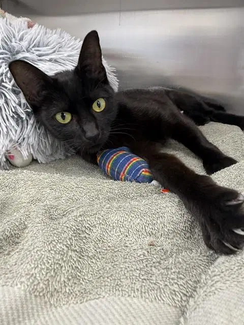 Juanita - Domestic Short Hair