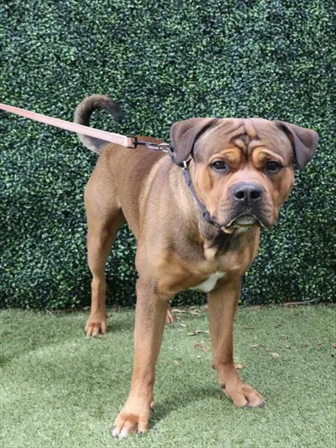 Loki - Mastiff