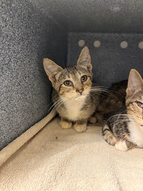 picture of the cat needing adoption