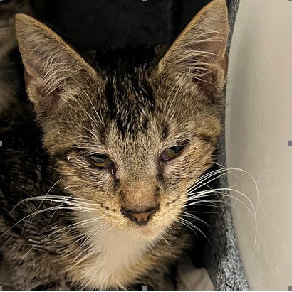 picture of the cat needing adoption