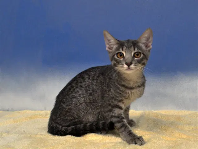 Wanda - Domestic Short Hair