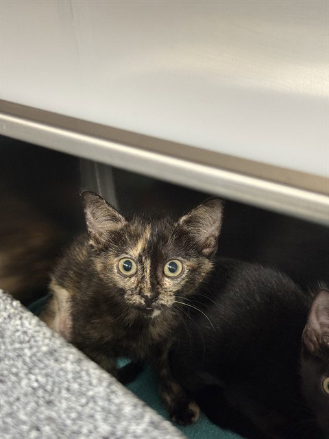 CAYENNE, a cat for adoption from Collier County Domestic Animal Services