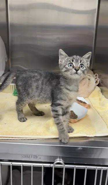 Ghoul - Domestic Short Hair
