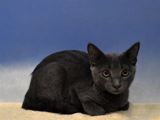 Angus - Domestic Short Hair