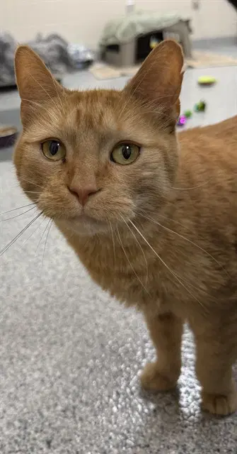 Ziggy - Domestic Short Hair