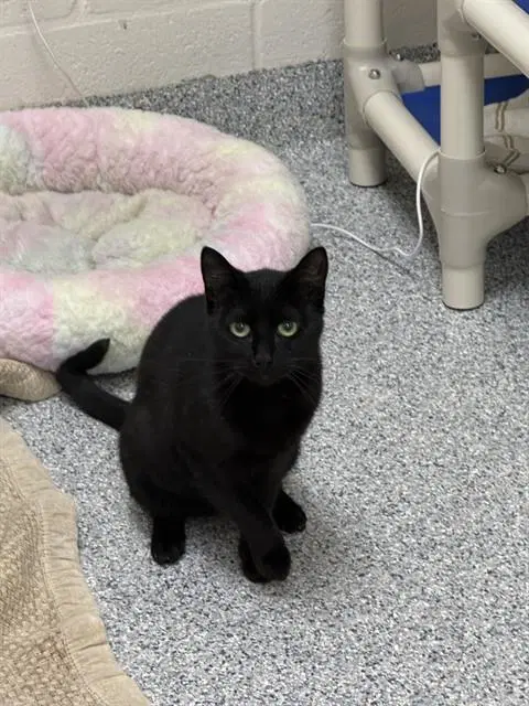 Queen - Domestic Short Hair