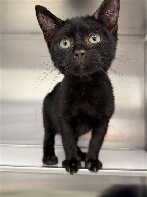 ESTHER, a cat for adoption from Collier County Domestic Animal Services