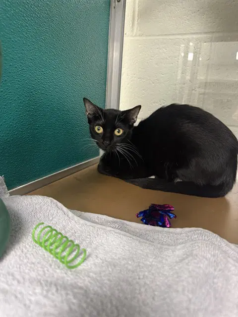 Sabrina - Domestic Short Hair