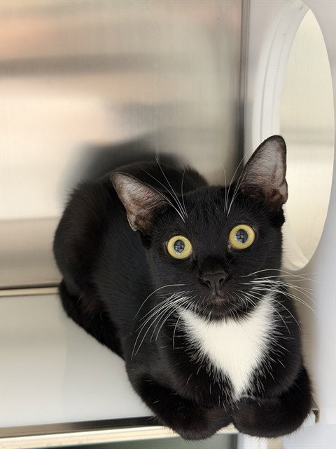SALLY, a cat for adoption from Collier County Domestic Animal Services