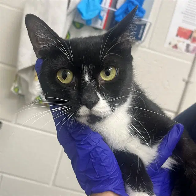 Natasha - Domestic Short Hair