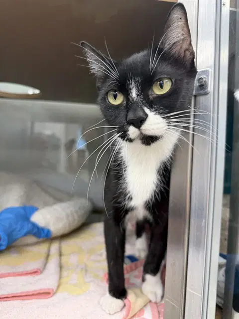 Natasha - Domestic Short Hair