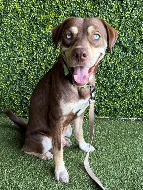 Unknown - Labrador Retriever