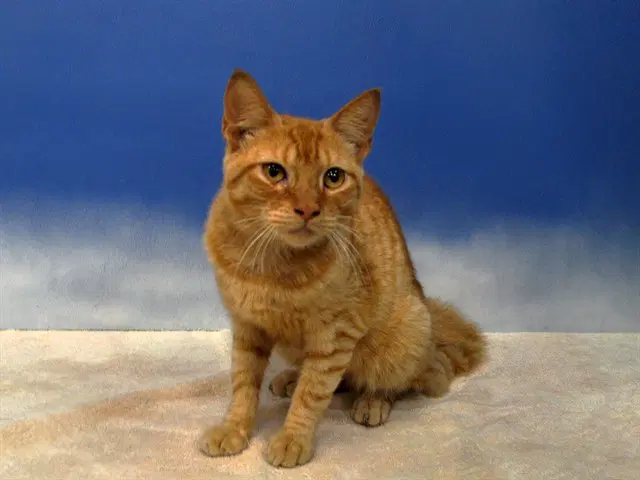 Pine - Domestic Short Hair
