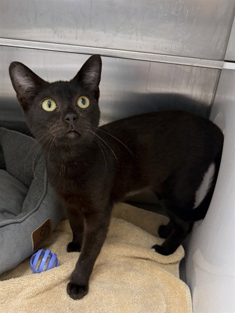 BETSY, a cat for adoption from Collier County Domestic Animal Services