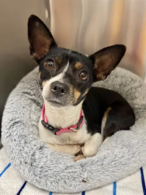 Minnie image 1