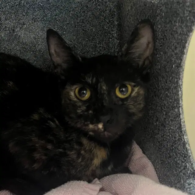 Unknown - Domestic Short Hair