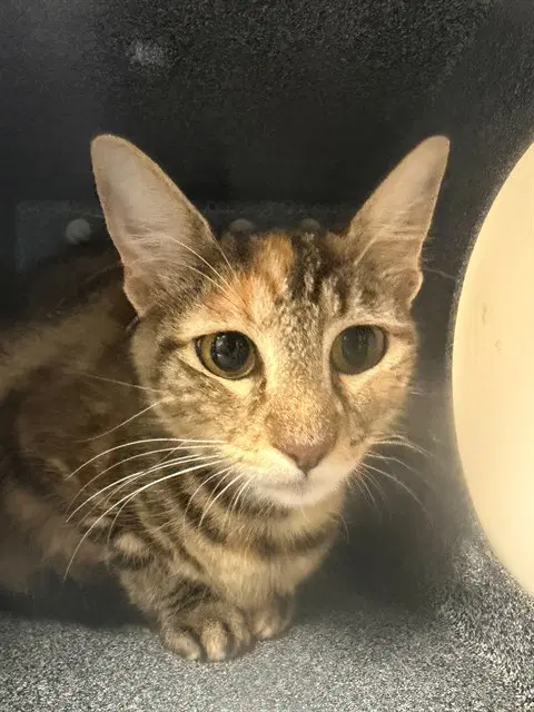 Unknown - Domestic Short Hair