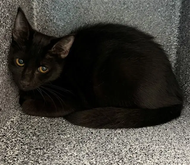 Unknown - Domestic Short Hair