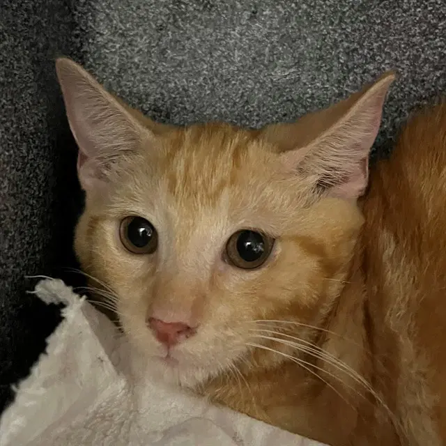 Unknown - Domestic Short Hair