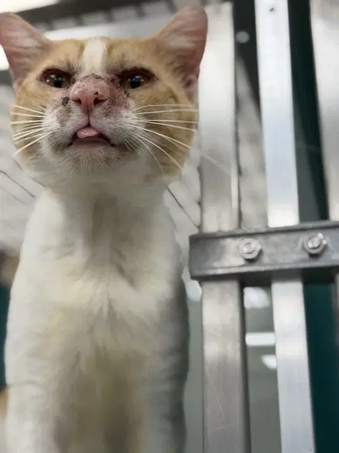 Unknown - Domestic Short Hair