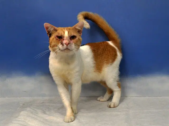 Bruce Wayne - Domestic Short Hair