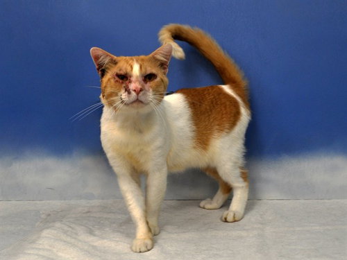 BRUCE WAYNE, a cat for adoption from Collier County Domestic Animal Services