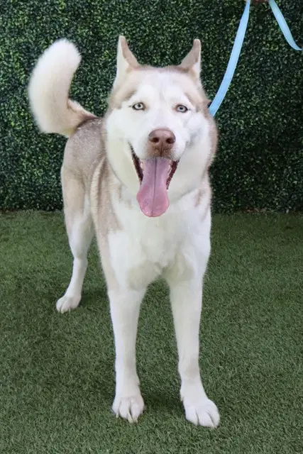 Feather - Siberian Husky