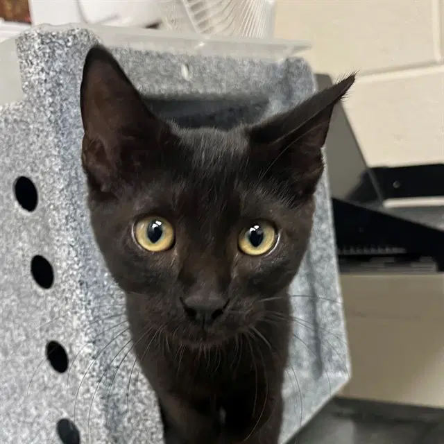Unknown - Domestic Short Hair