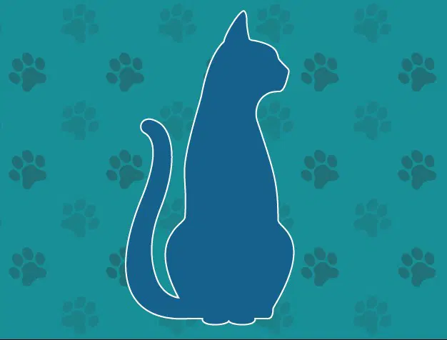 Unknown - Domestic Short Hair